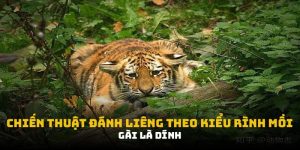 Chiến Thuật Đánh Liêng Theo Kiểu Rình Mồi: Bí Kíp Thực Chiến